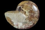 Polished Jurassic Ammonite Fossil - Madagascar #88591-1